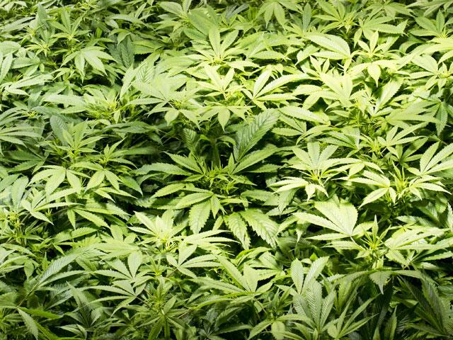 Kanada – Ab heute Cannabis-Legalisierung
