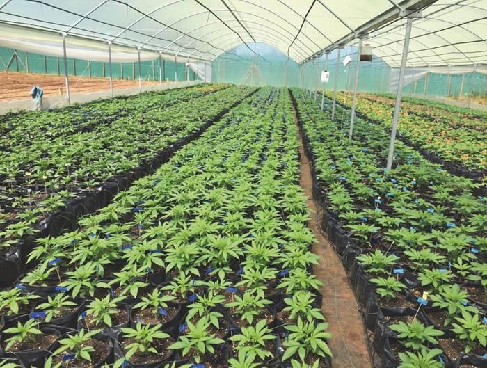 chiles erster Medical Grow 8