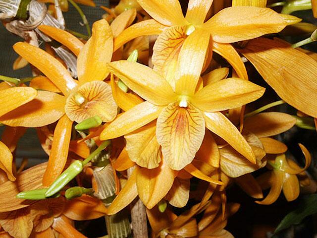 Dendrobium nobile