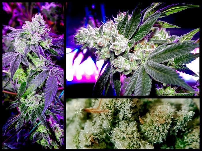 Grow: LED Technik