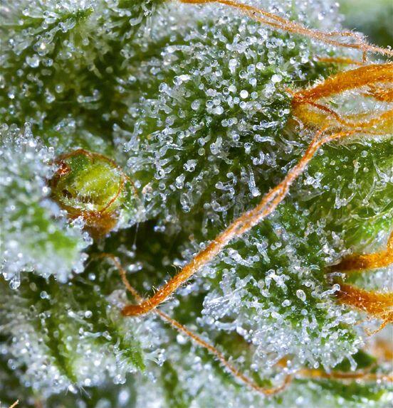 Steve Davis: Von Cannabis-Landrassen, Cannabis-Pionieren und der heute aktuellen Cannabis-Genetik Bild 1