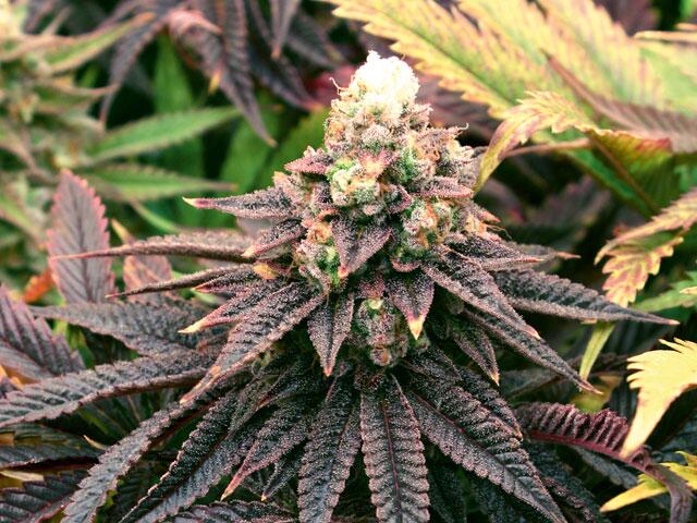 Eine hightere Blaubeere – Blue Forest Berry  grow! Magazin 4-2019