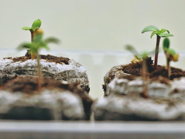 Growreport: Auto Anesthesia von Pyramid Seeds