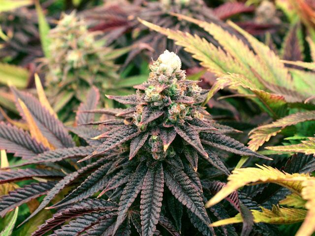 Blue Forest Berry grow! Magazin 04-2019