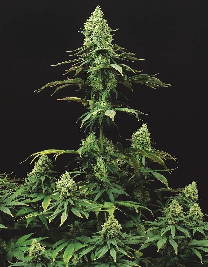 Dinamed CBD feminisiert von Dinafem