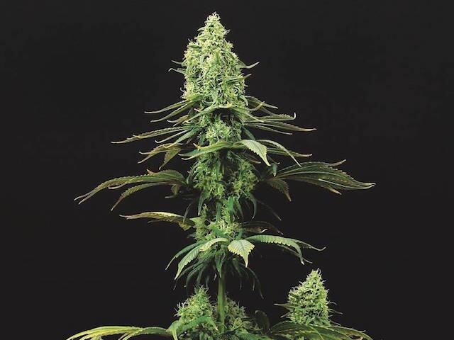 Dinamed CBD feminisiert von Dinafem