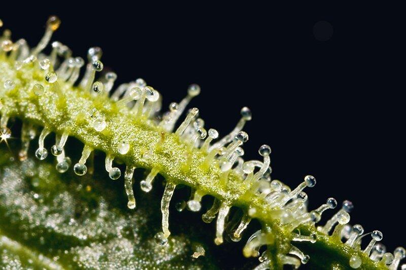 Cannabis Trichome Gras