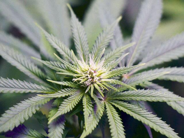 Girl-Scout-Cookies-von-Humboldt-Seed-Company
