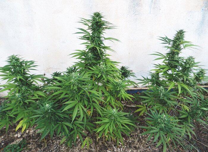 Jack Herer in Gartenerde