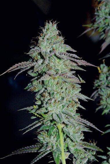 Sortenportrait: HortiLabs SourPower Sativa-Hybrid