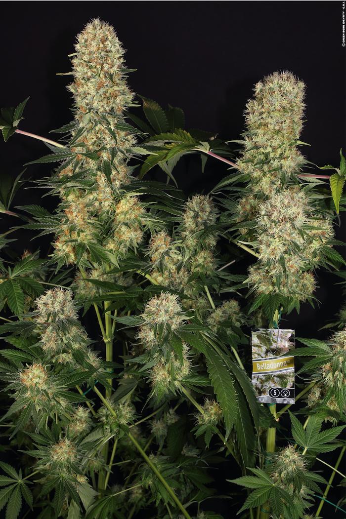 Belladonna von Paradise Seeds Schwestern