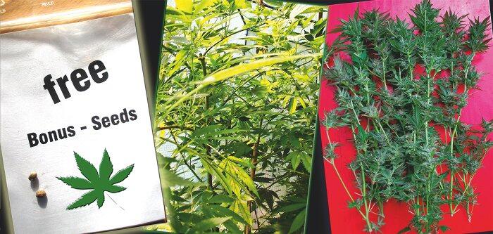 Bonus Seeds Titelbild
