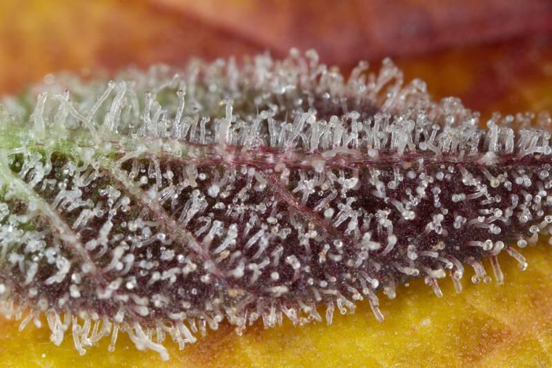 Trichome Cannabis