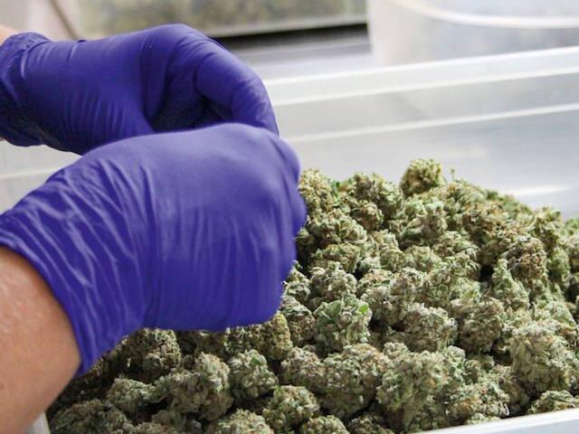 Anbau von medizinischem Cannabis nun doch in Deutschland?