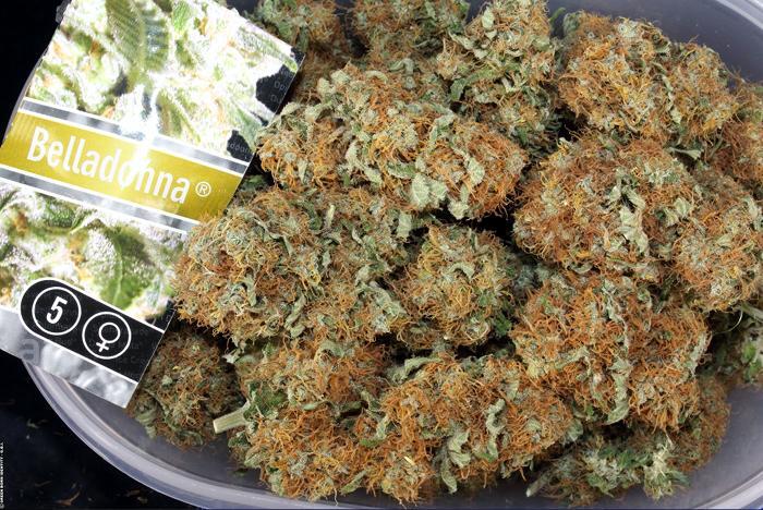 Belladonna von Paradise Seeds Ernte