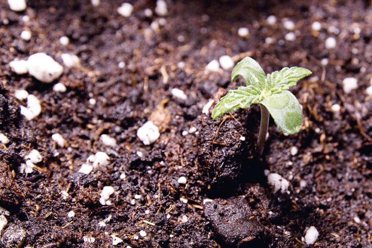 Biologischer Cannabis-Anbau