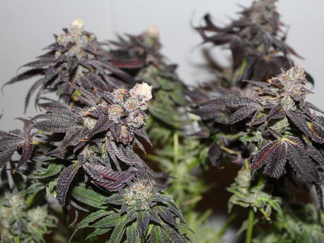 Blue Forest Berry grow! Magazin 04-2019
