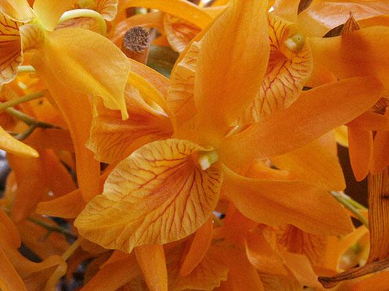 Dendrobium nobile – Eine berauschende Orchidee - Leseprobe