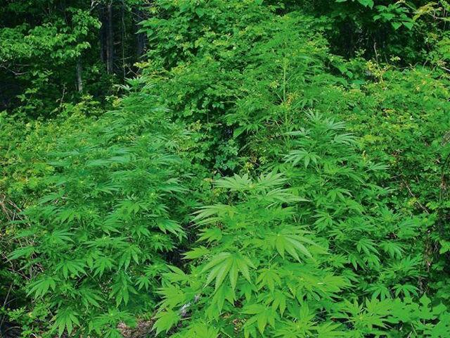 Steve Davis: Von Cannabis-Landrassen, Cannabis-Pionieren und der heute aktuellen Cannabis-Genetik