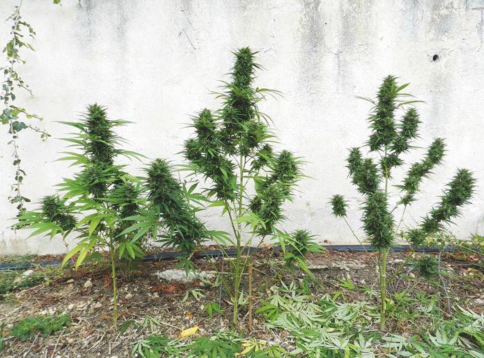 Erntereife Jack Herer