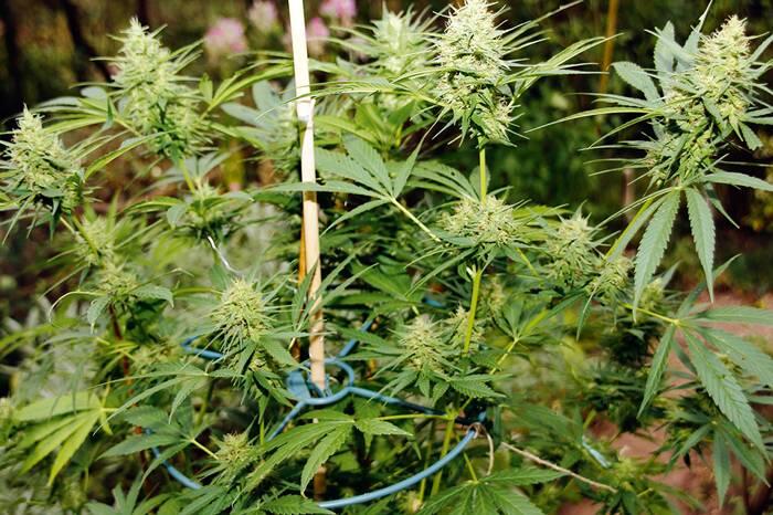 Grow-Report: Die Automatik-Sorte Sudden Flower (Wachstum)