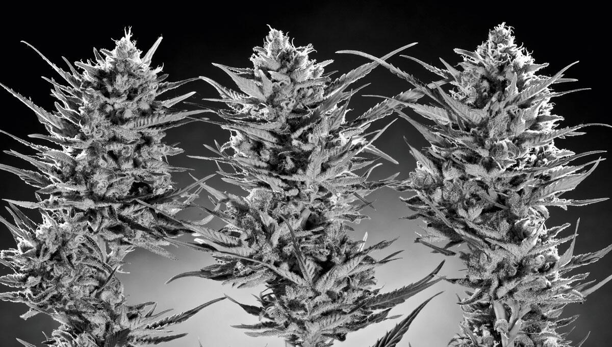 „Jeder Cannabis-Konsum ist medizinisch“