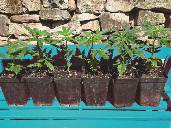 Growreport: Auto Anesthesia von Pyramid Seeds - Wurzeln