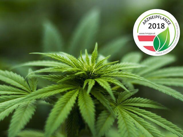 HMPPA wählt Cannabis sativa zur Arzneipflanze des Jahres 2018