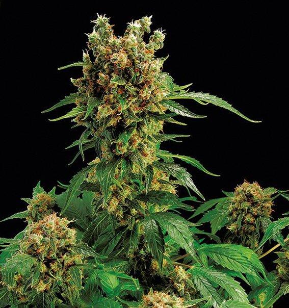 California Hash Plant