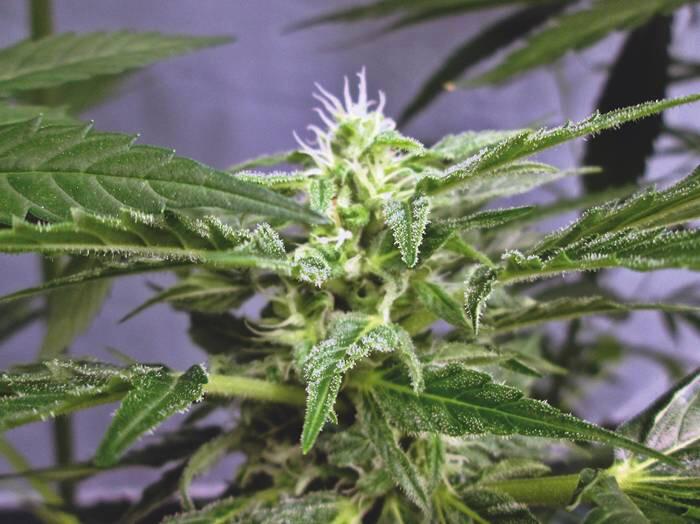 Growreport: Auto Anesthesia von Pyramid Seeds - Blüte