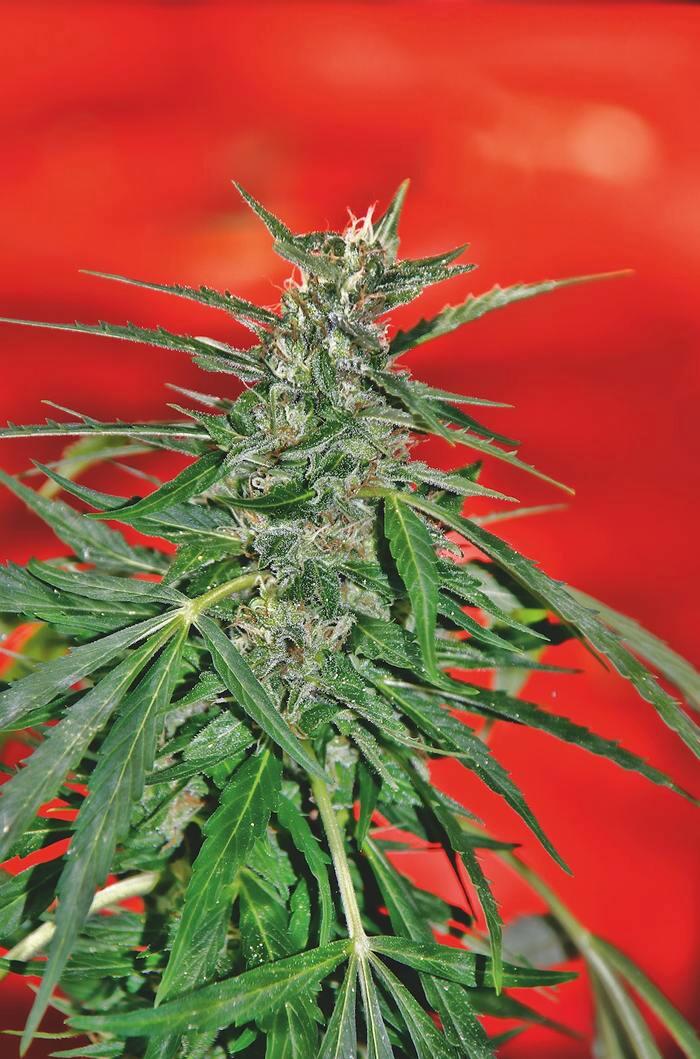 Growreport: Auto Anesthesia von Pyramid Seeds - Roter Hintergrund