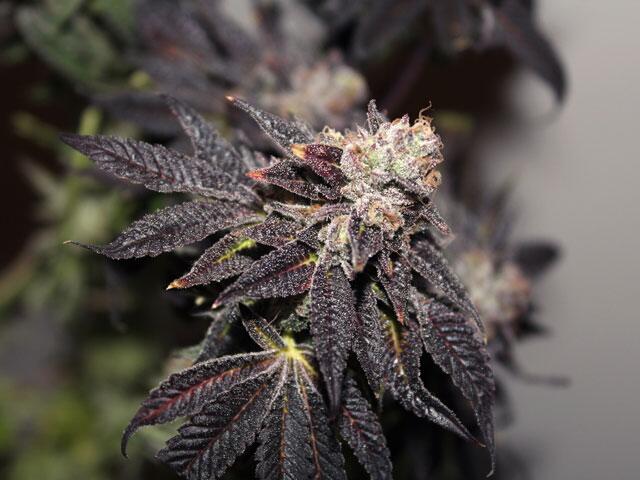 Blue Forest Berry grow! Magazin 04-2019