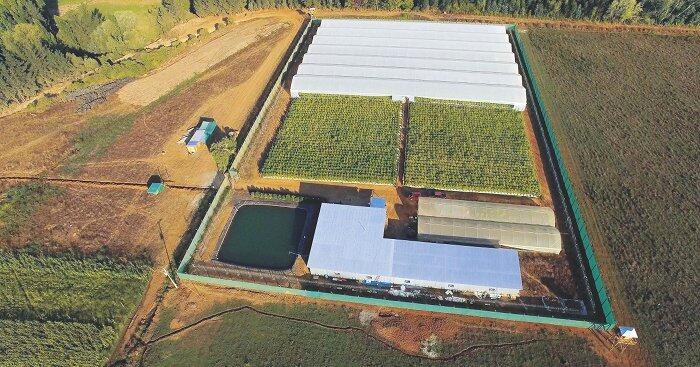 chiles erster Medical Grow 3