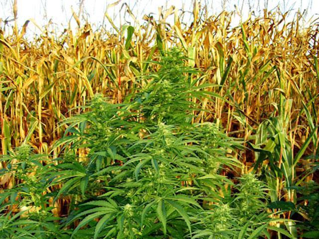 Guerilla Growing: Cannabis Anbau getarnt im Maisfeld
