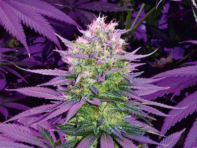 Legendäre Cannabissorten und Ur-Genetik
