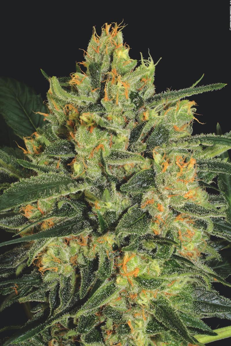 CBD-Strain "Durga Mata" (Foto: gbi)