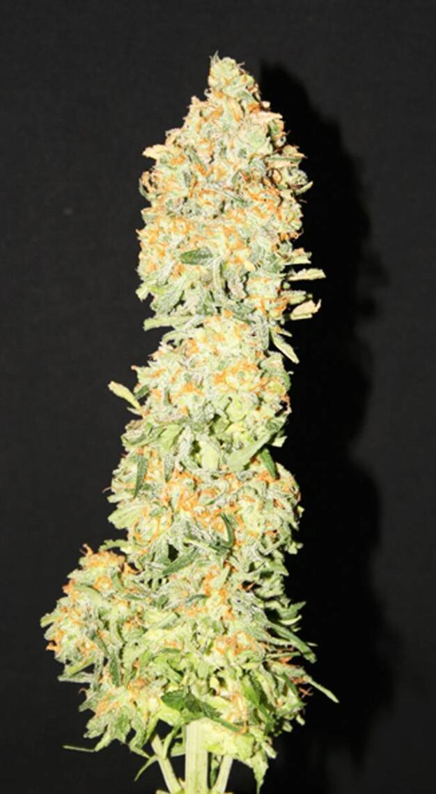 Dutch Passion Auto-White Widow
