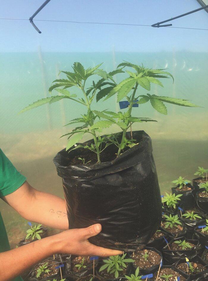 chiles erster Medical Grow 6
