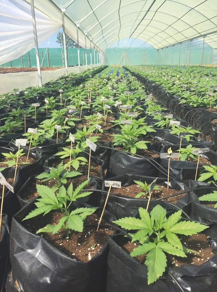 chiles erster Medical Grow 7