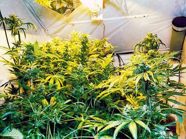 Cannabis Anbau - Anleitungen für Anfänger