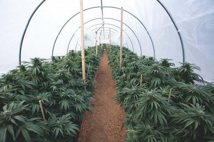 Dinafem Bubba Kush Growzelt
