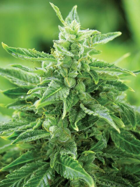 EasyRyder -  grow! Magazin 06-2019