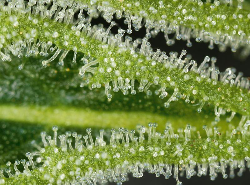 Trichome Cannabis