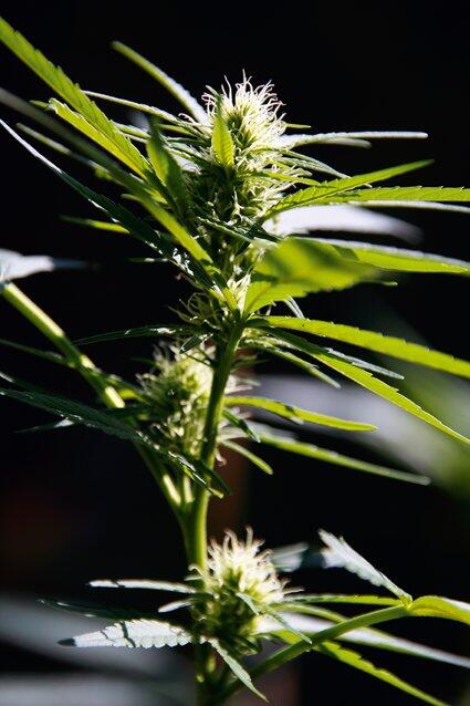 grow-Report: Die Automatik-Sorte Sudden Flower (Licht)