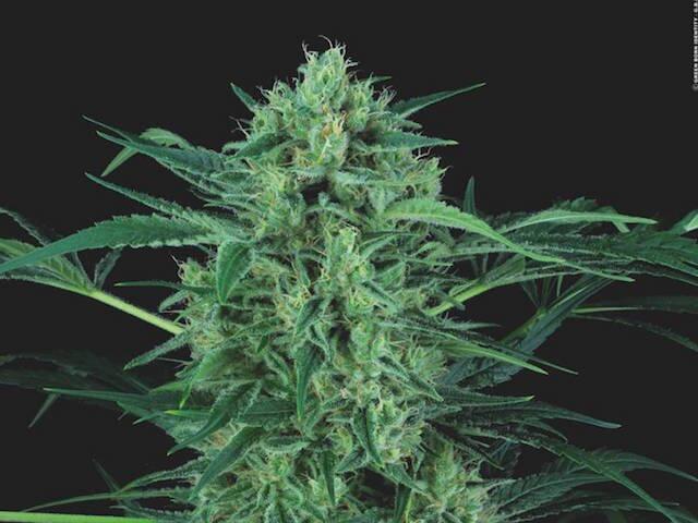 CBD Strain: Nebula