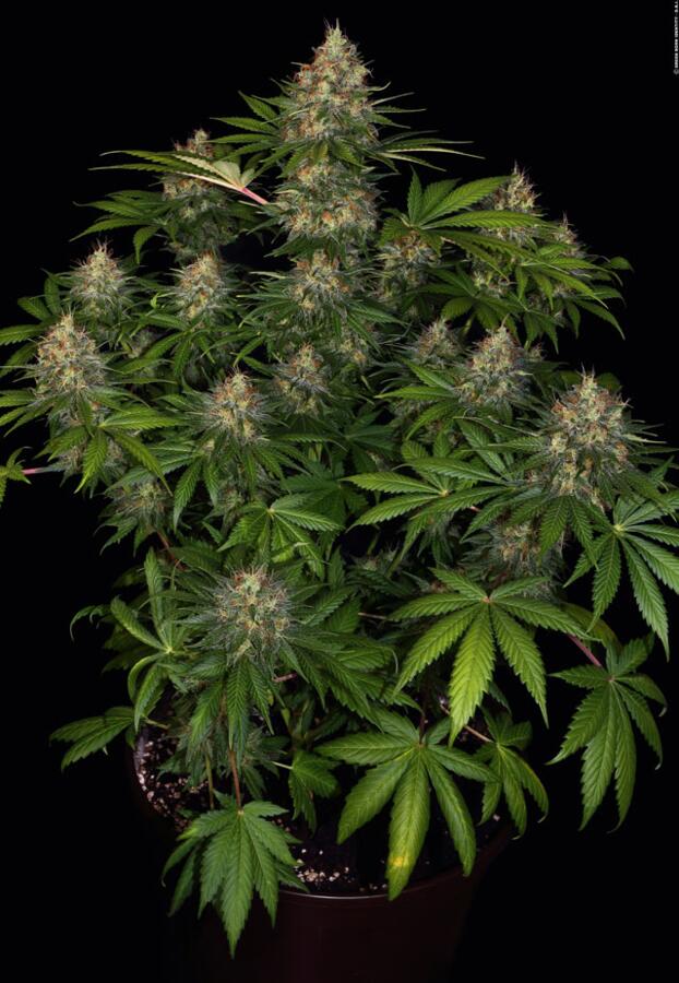 Bubble Gum von Serious Seeds