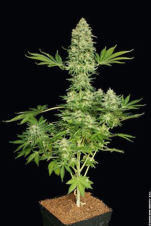 Paradise Seeds - Jacky White