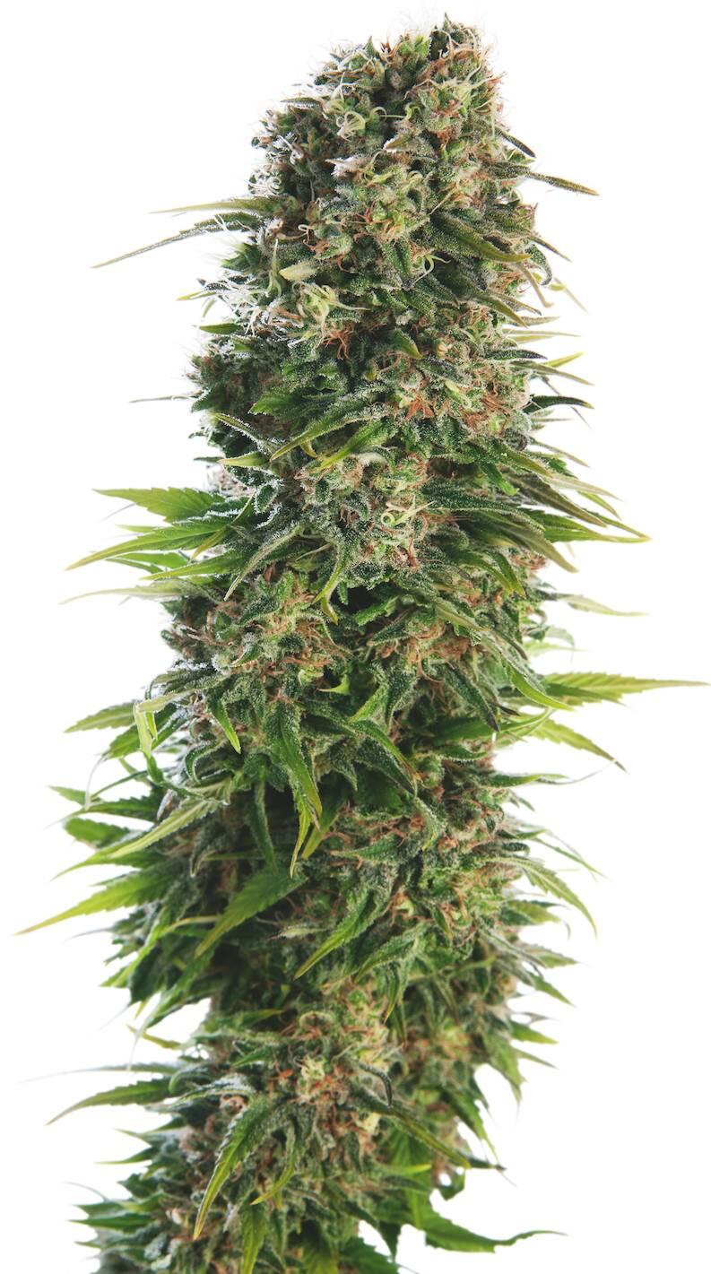 'Hindu Kush Automatic' aus der 'Classic Redux Serie' von Sensi Seeds