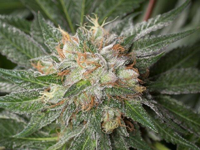 Dinafem Bubba Kush