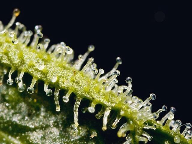 Trichome Cannabis